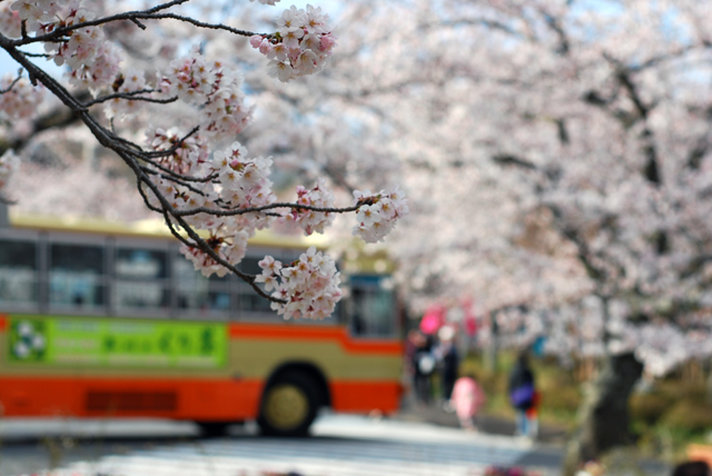 sakura